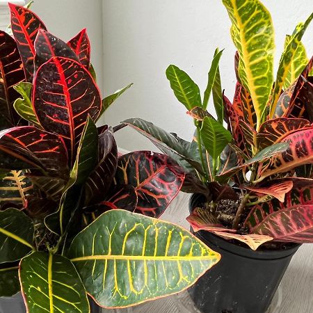 Next To Universal! 2Bedroom-2Bath-Many Indoor Plants オーランド エクステリア 写真