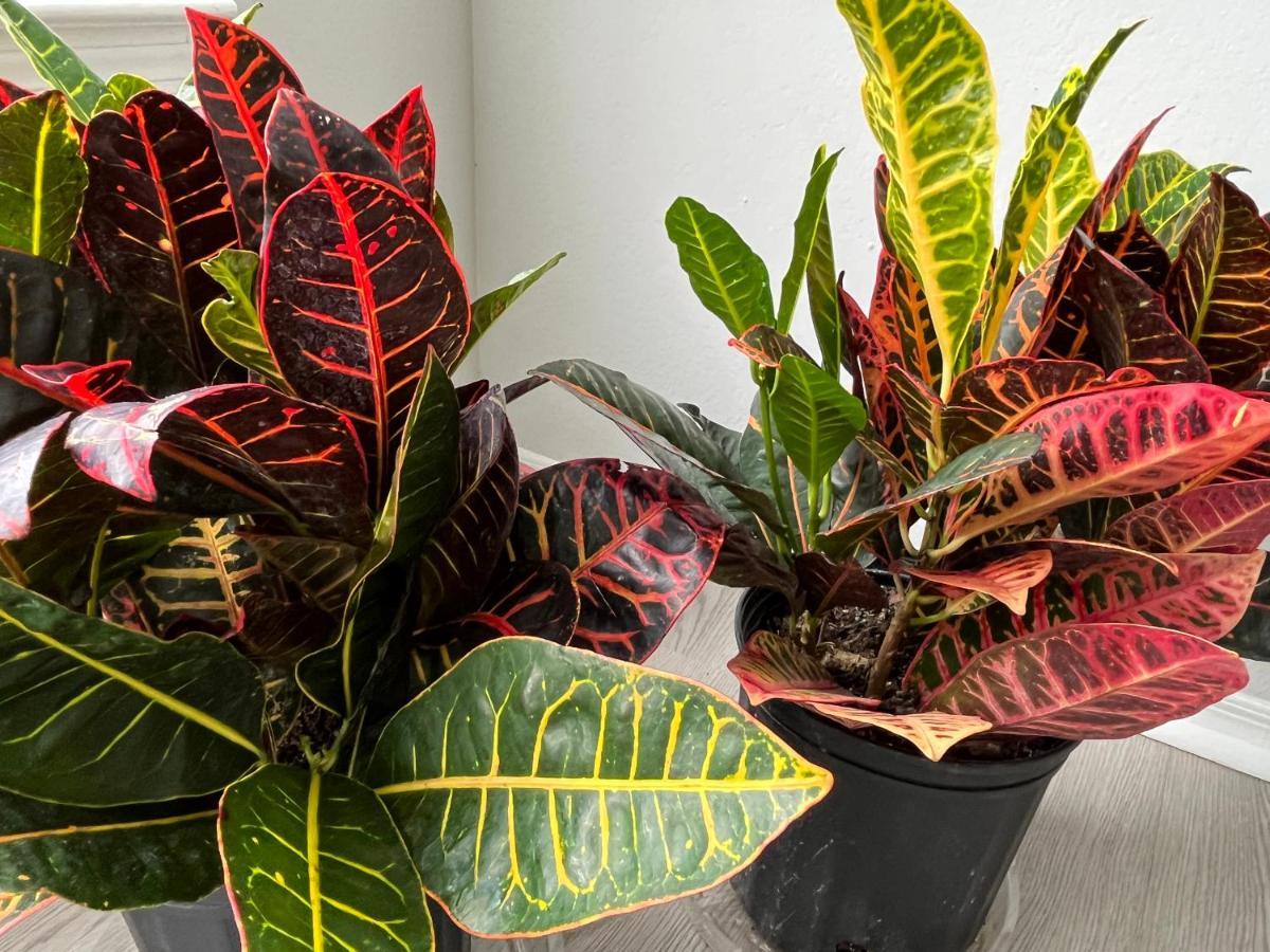 Next To Universal! 2Bedroom-2Bath-Many Indoor Plants オーランド エクステリア 写真